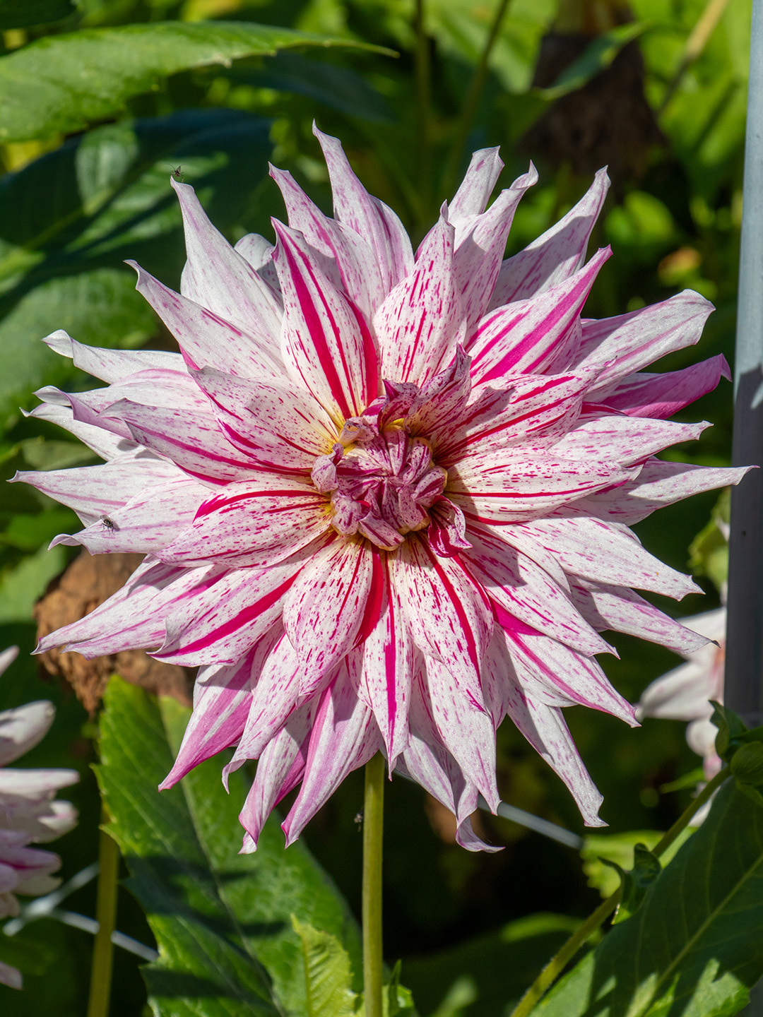 Dahlie Mick's Peppermint