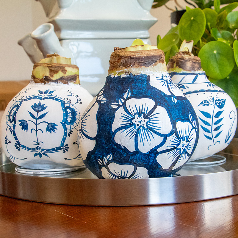 Amaryllis in Wachs XXL Delfter Blau Paket