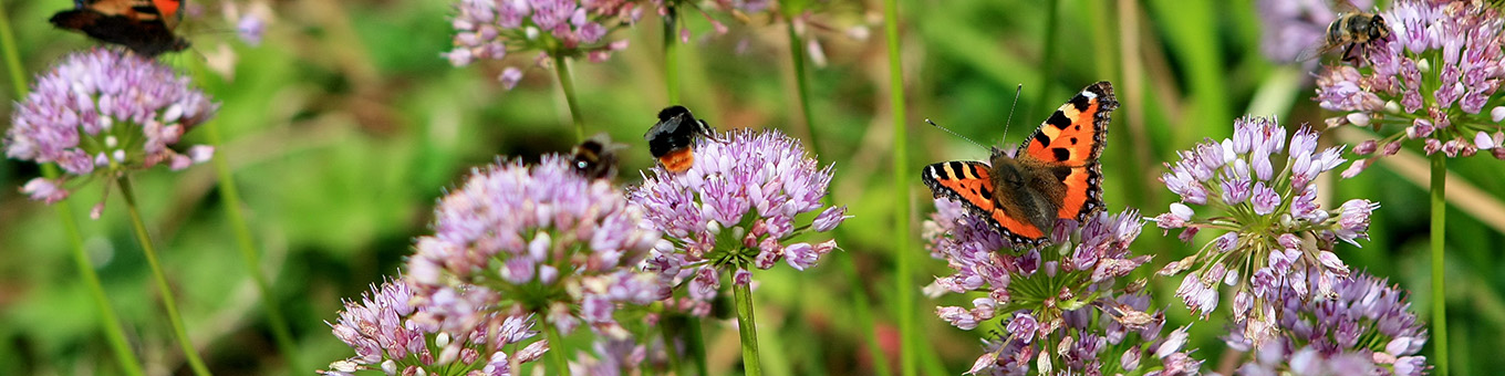 Biodiversität unterstützen, aber wie?
