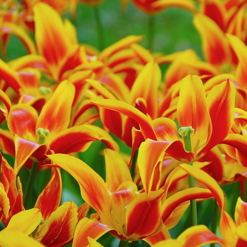 2220-tulipa-fly-away-03