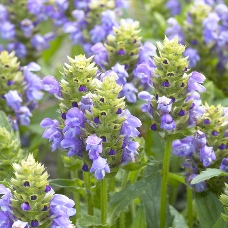 Großblütige Braunelle - Prunella grandiflora 