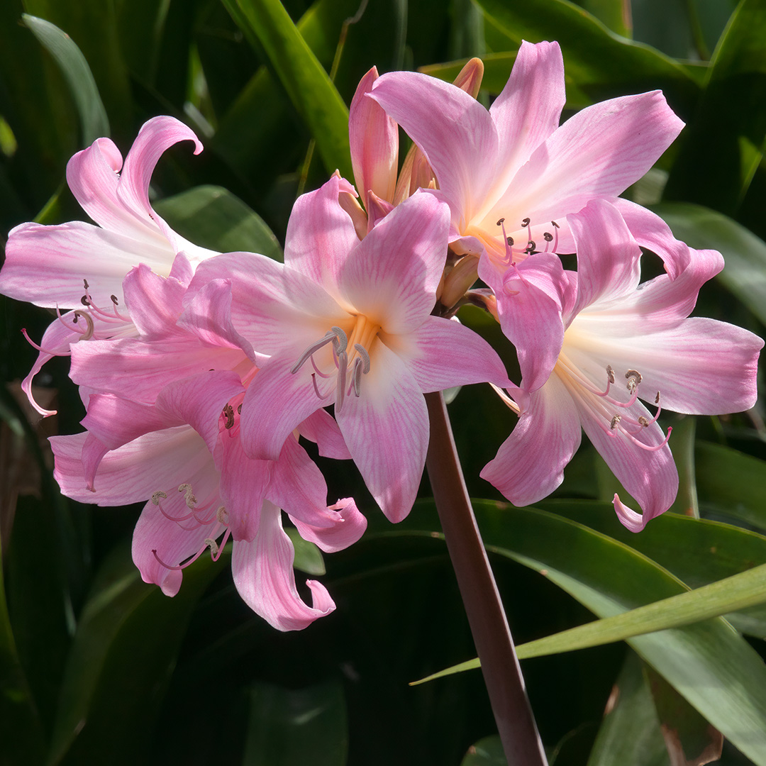 Echte Amaryllis Belladonnalilie