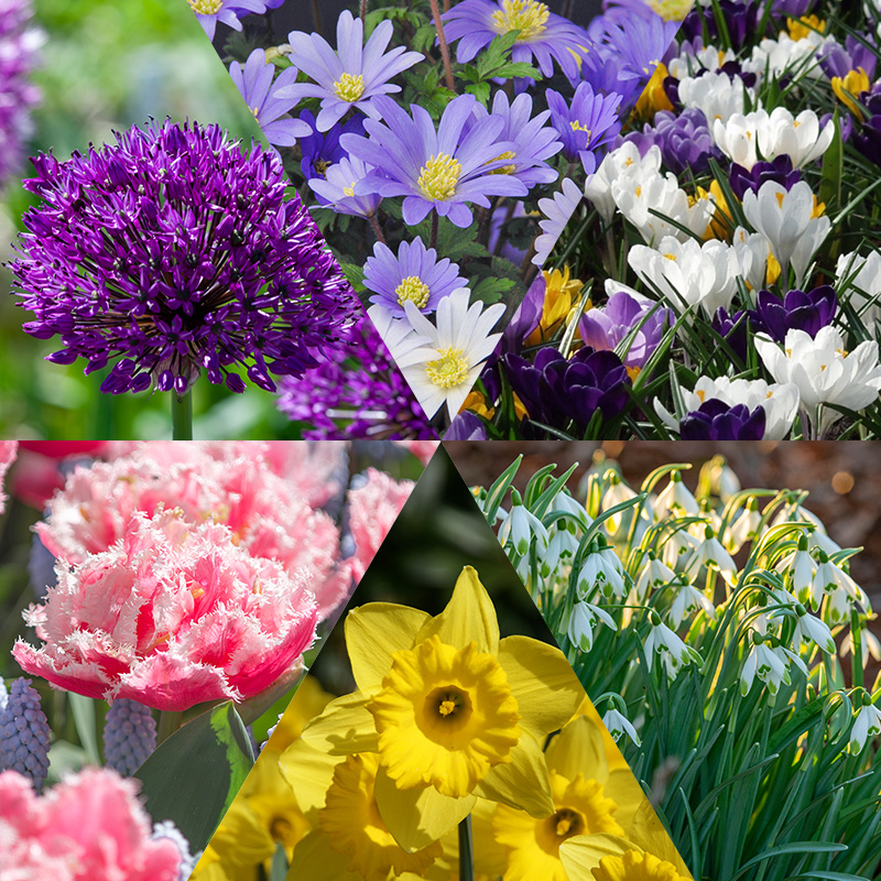 Blumenzwiebelmischung "Holländische Favoriten"