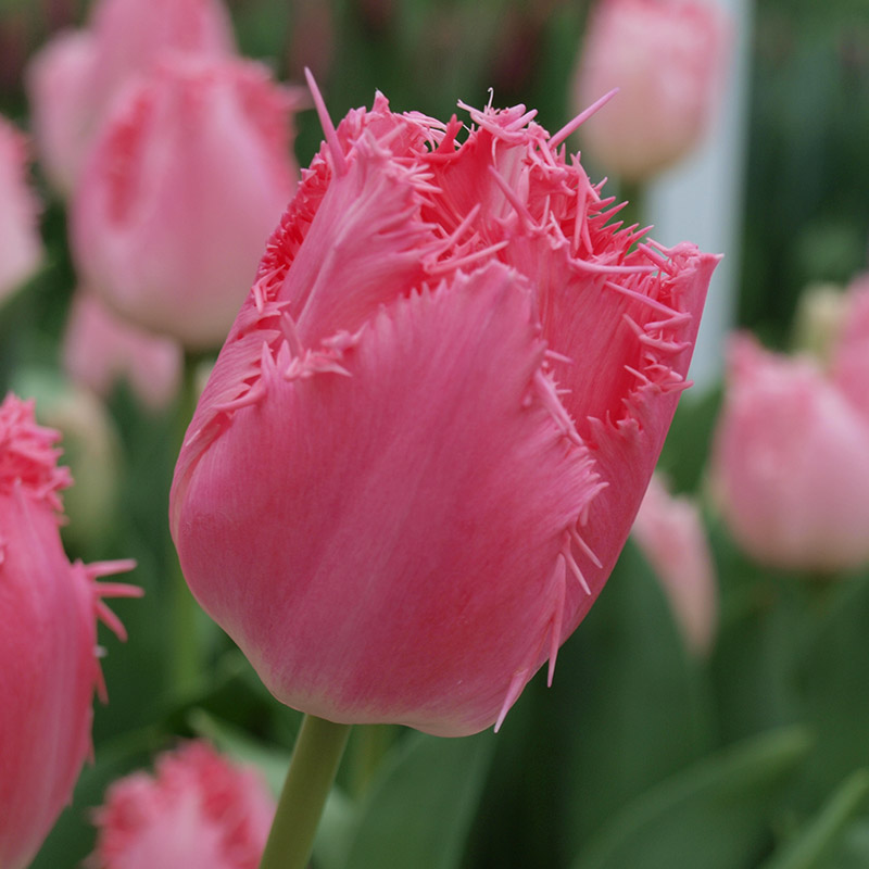 Tulpe Cacharel®