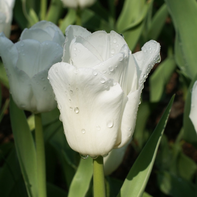 Tulpe Calgary