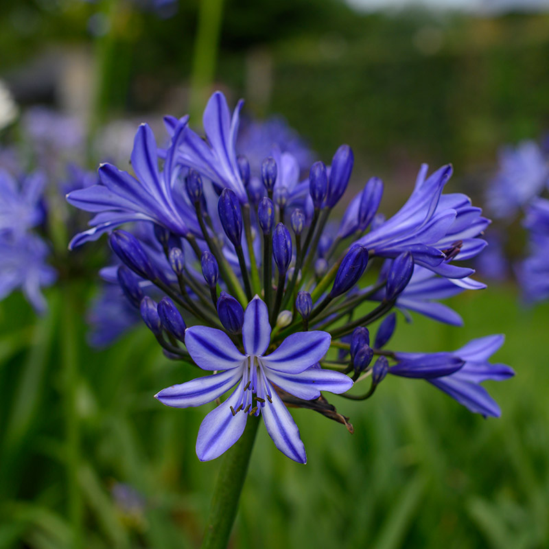85015-Agapanthus-africanus Afrikanische Schmucklilie - Agapanthus africanus