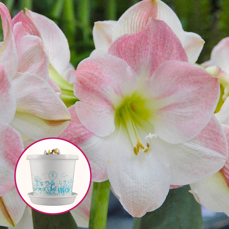 Amaryllis Apple Blossom  im Zuchttopf in Geschenkbox