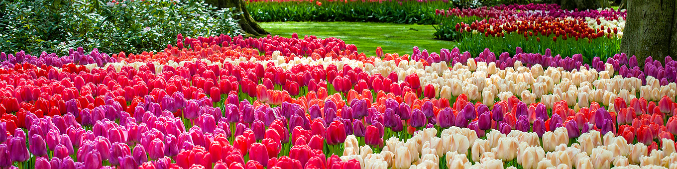 Keukenhof 2025 – Erleben Sie die Magie der Blumen!
