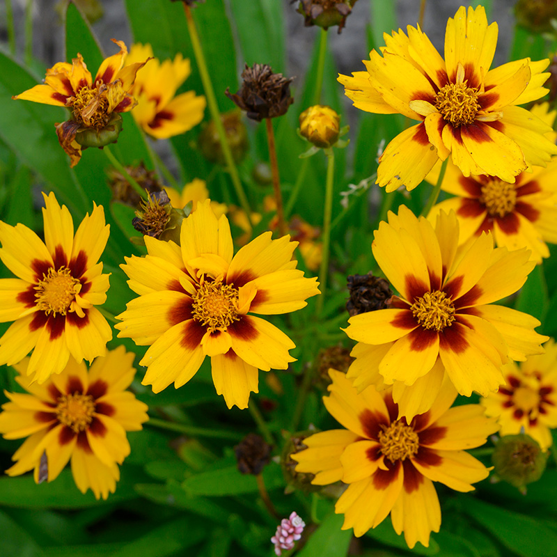 Großblumiges Mädchenauge (Coreopsis grand.) 'Sonnenkind'