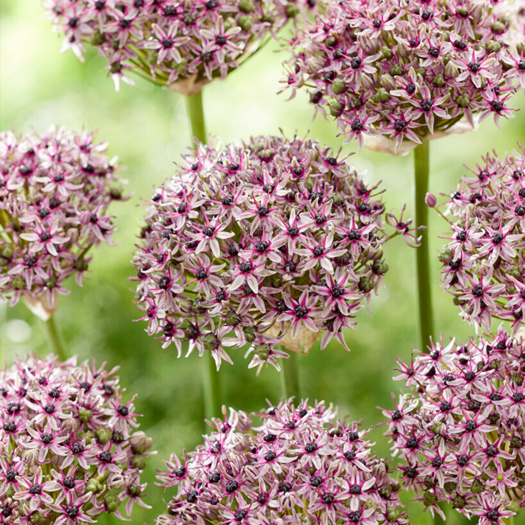 Allium Starlight