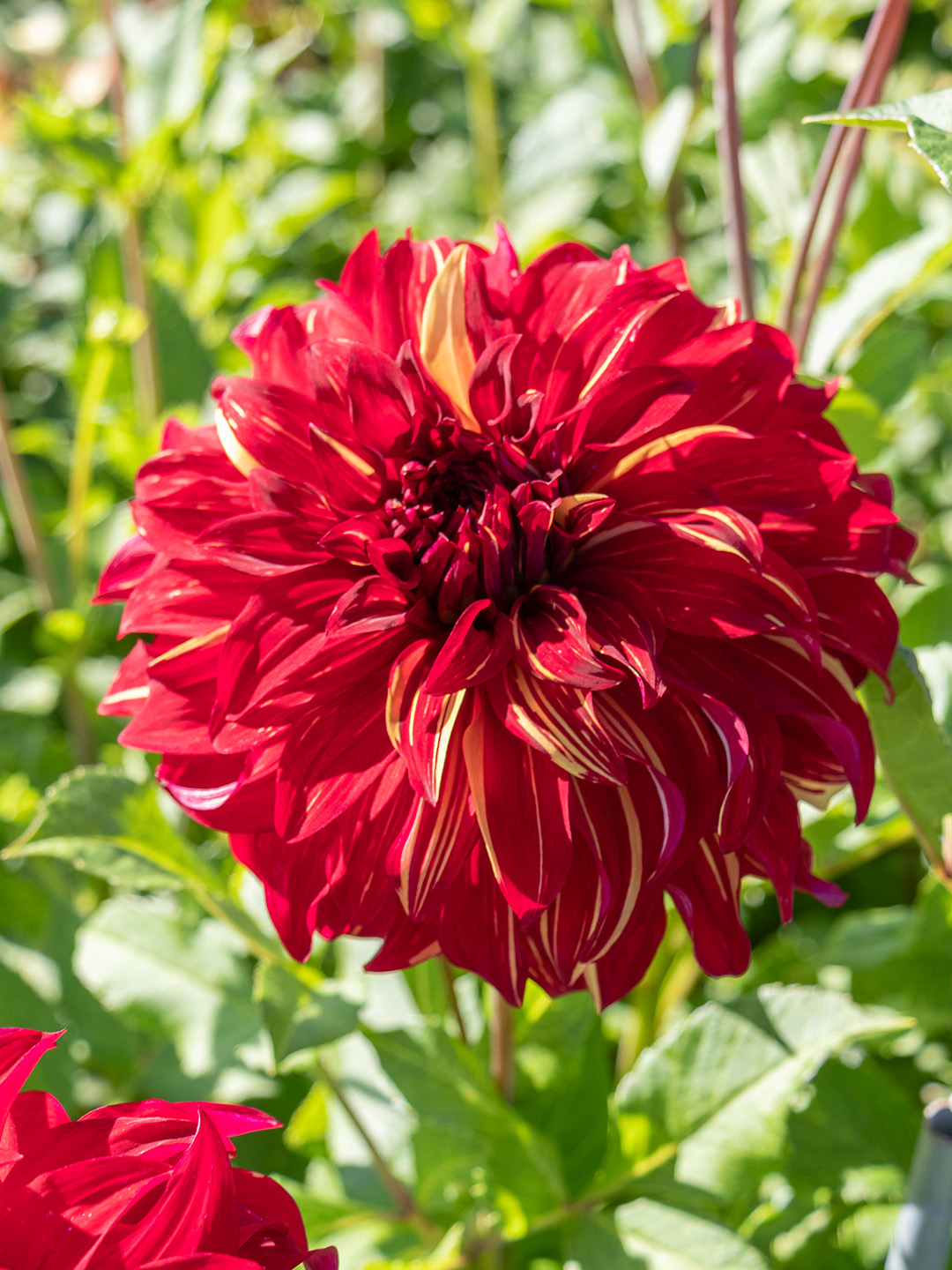 Dahlia-Bohemian-Spartacus Dahlie Bohemian Spartacus