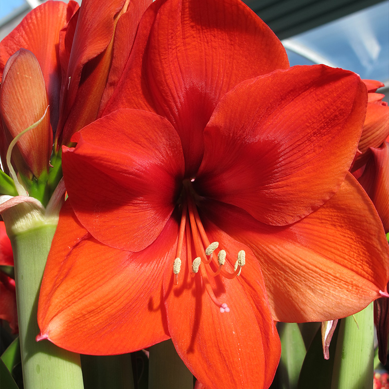 9414-Amaryllis-Naranja Amaryllis Naranja