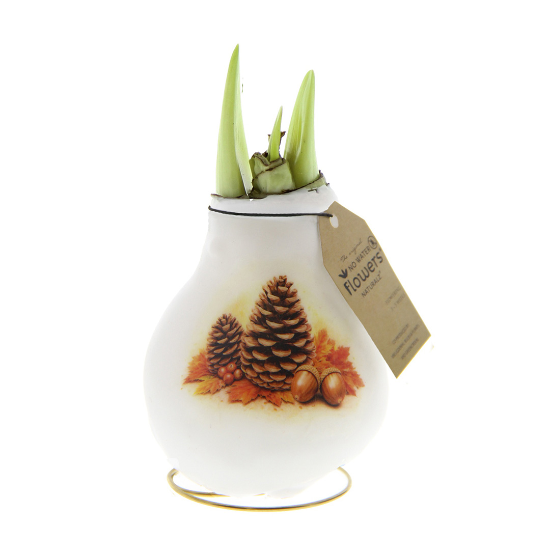 Amaryllis in Wachs Crafts Wald-Kiefernzapfen