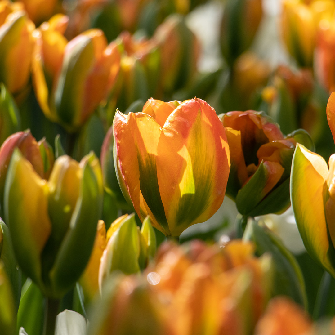 Tulpe Orange Marmelade