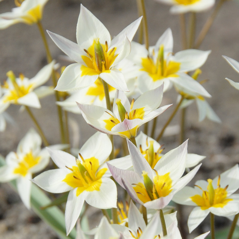 Tulpe turkestanica