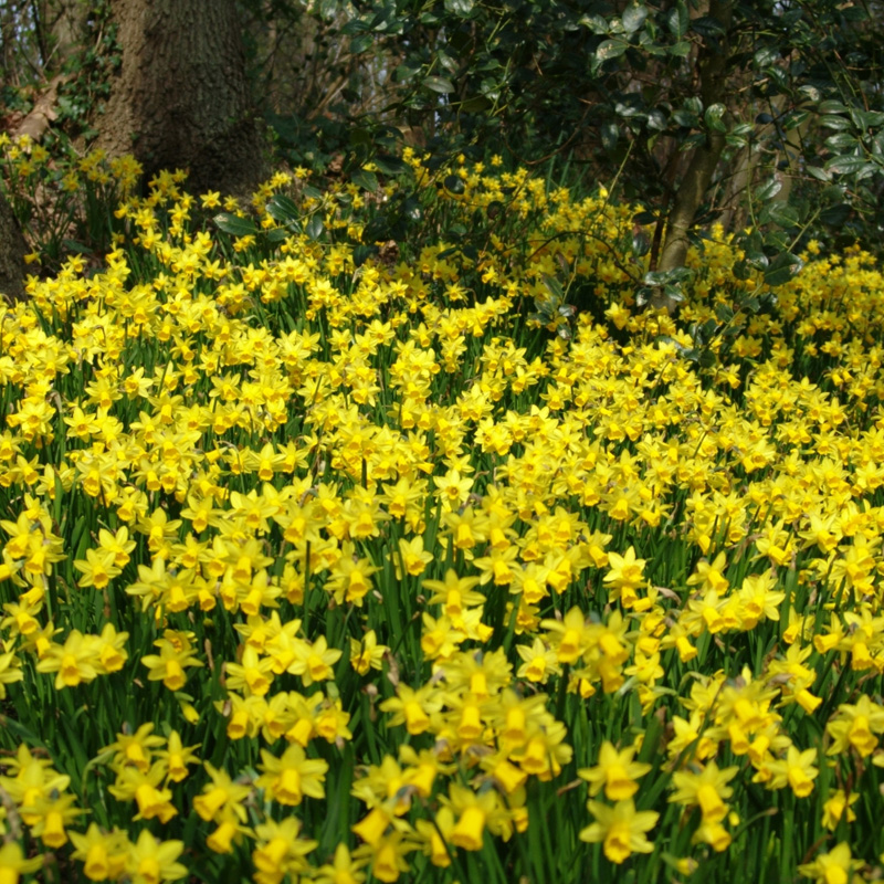 3090-Narcissus-Tete-a-Tete-03