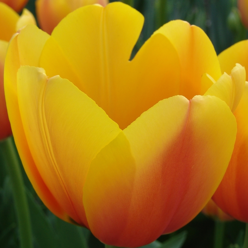 Tulpe World Peace