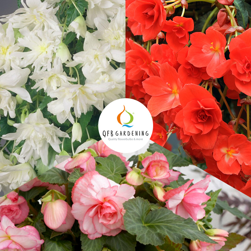 30105-Begonia-mix-Hanging-Beauties-logo