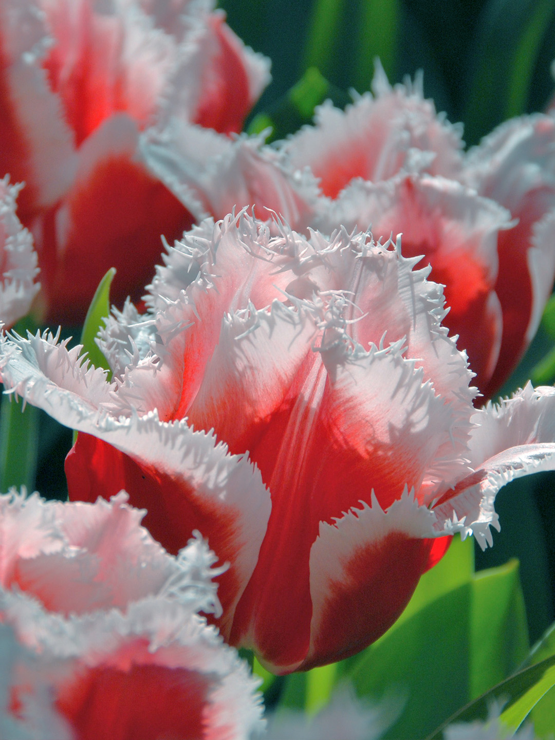 Tulpe Canasta® 