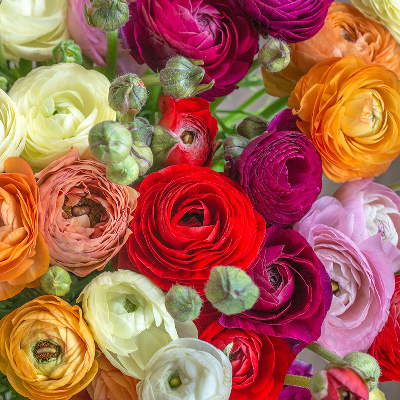 88010_ranunculus_gemengd-02_1