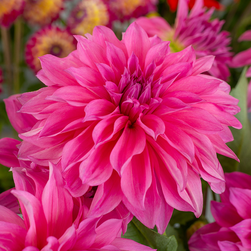 10033-Dahlia-Caf-au-Lait-Rose-04