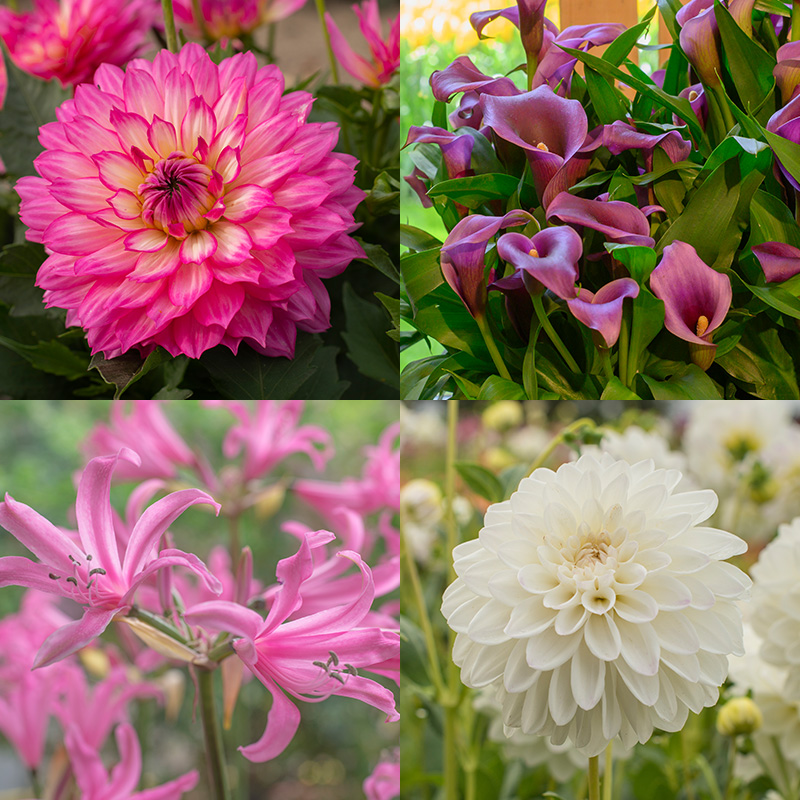 Balkon Sommerblumen Mischung „Tropical Summer“