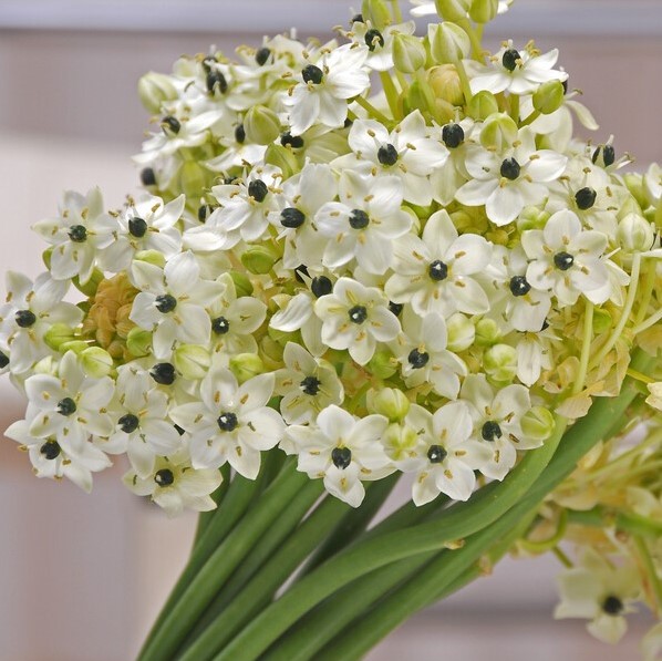 Großer Milchstern -  Ornithogalum saundersiae