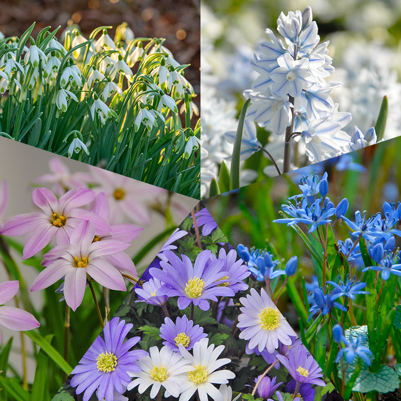 Verwildernde Blumenzwiebel Mischung "Wild Bunch"