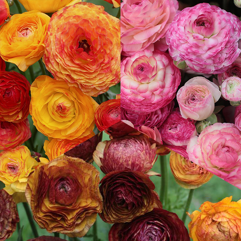 Blumenzwiebel Mischung "Ranunkel Picotee"