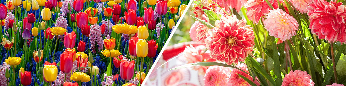 Was ist der Unterschied zwischen Frühjahrsblühern und Sommerblühern?
