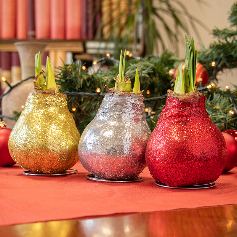 Wax-Amaryllis-Collectie-Glitterz