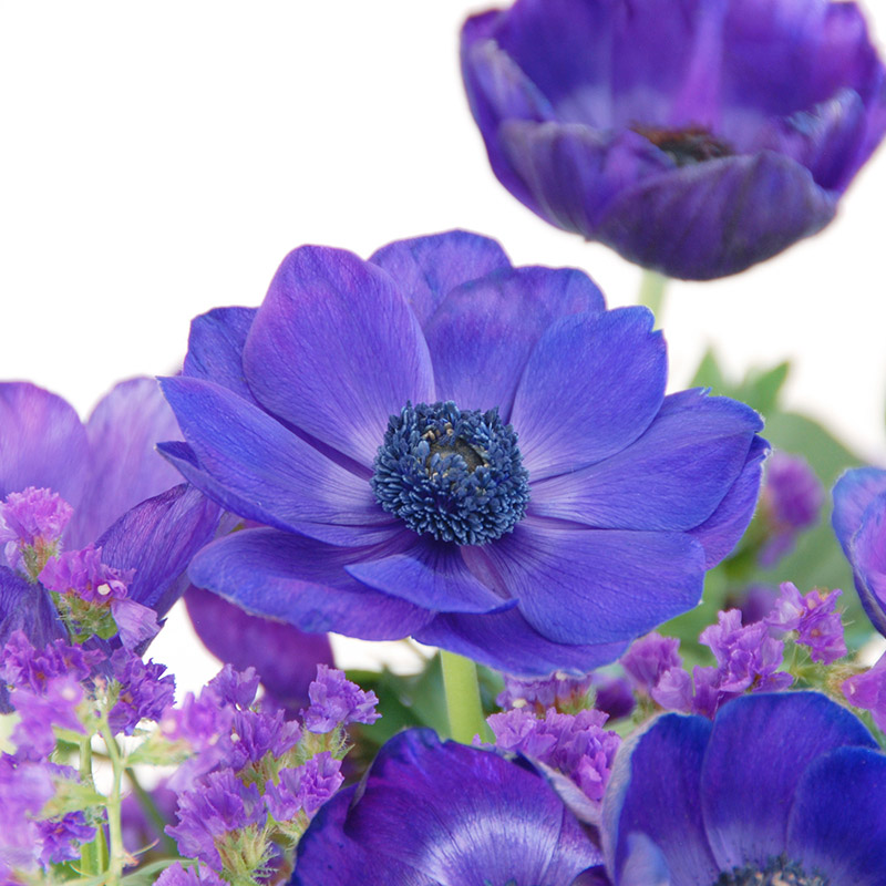 25013-Anemone-Mr-Fokker Anemone Mr. Fokker
