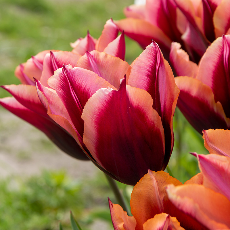 Tulpe Slawa