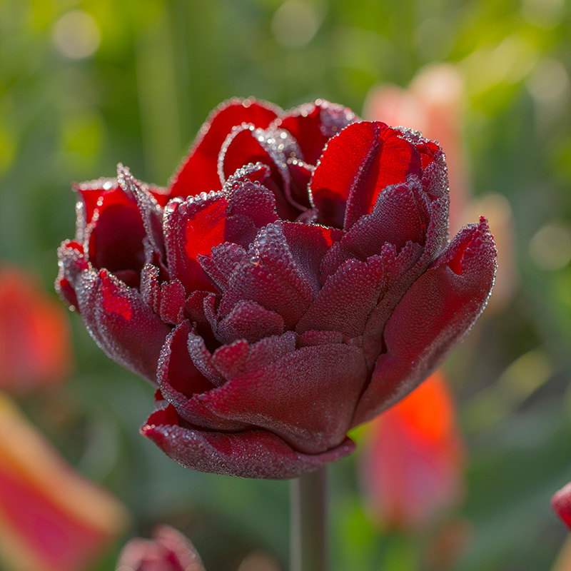 Tulpe Palmyra®