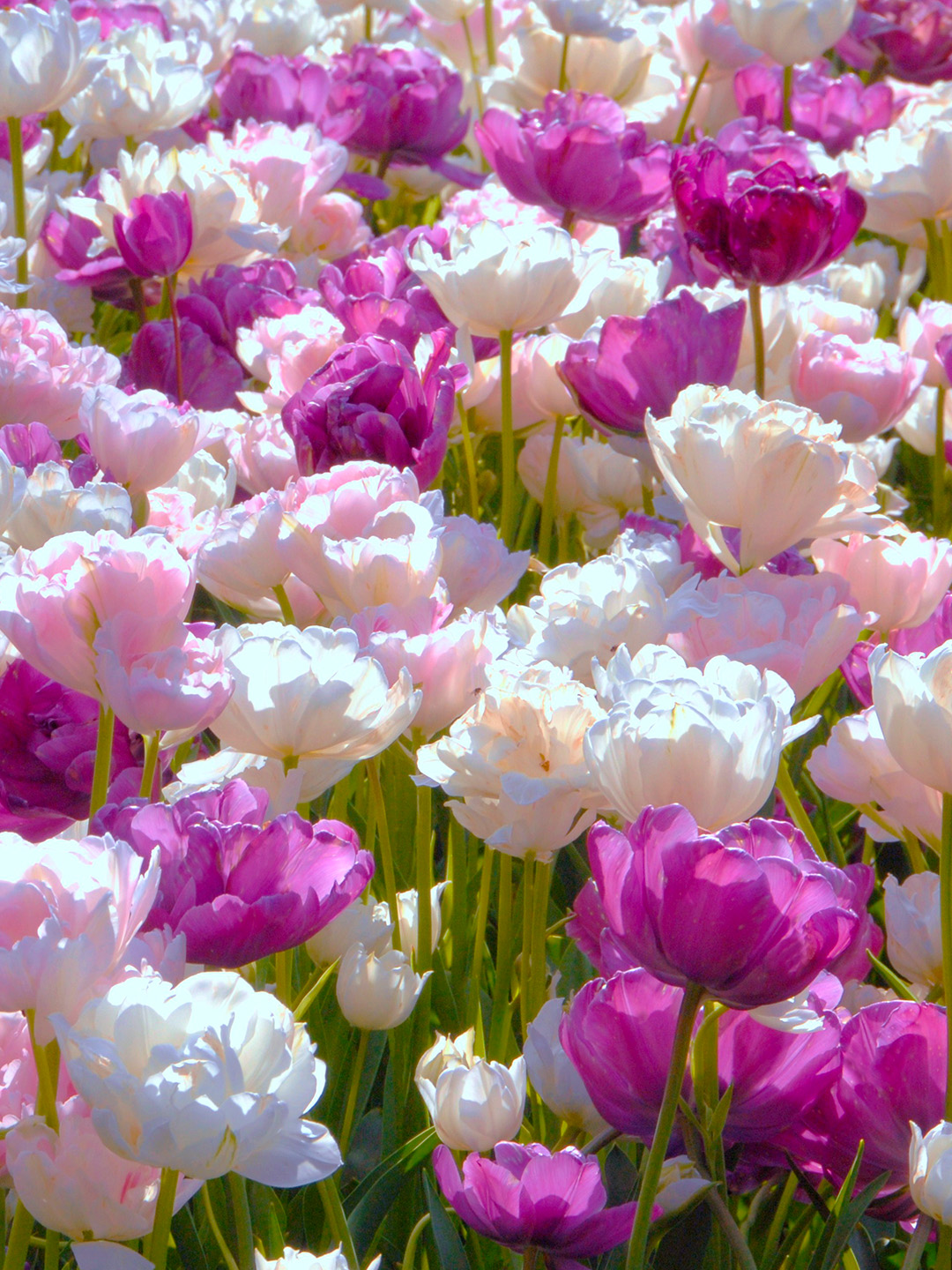 Tulpenmischung "May Romance"