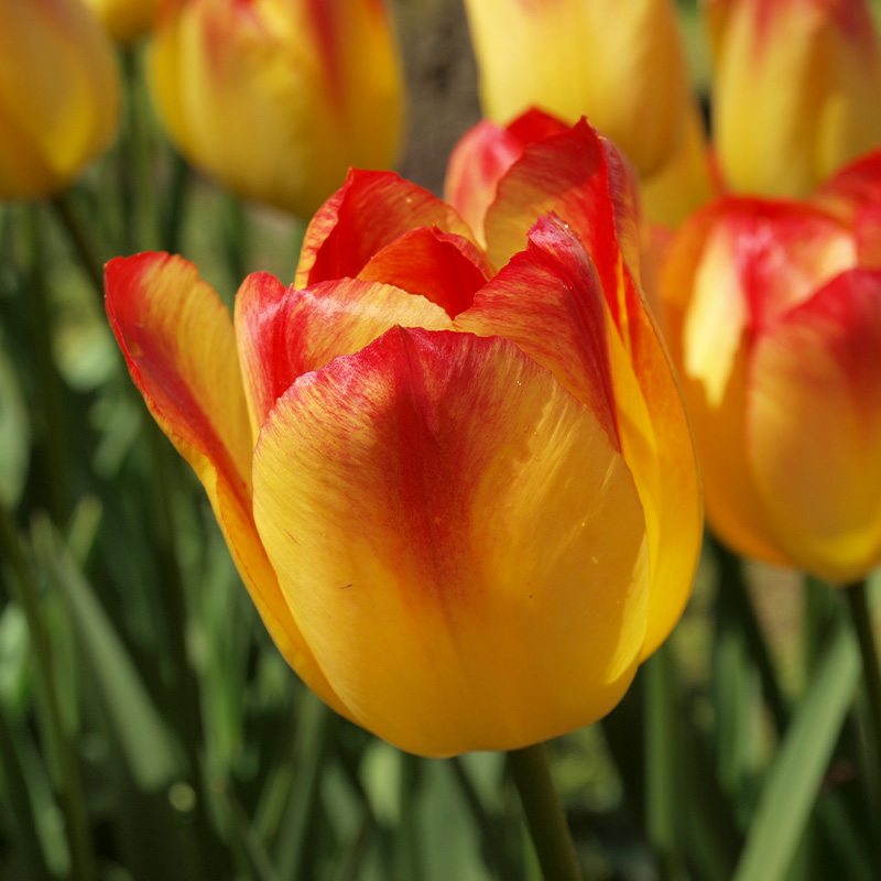 Tulpe Suncatcher®