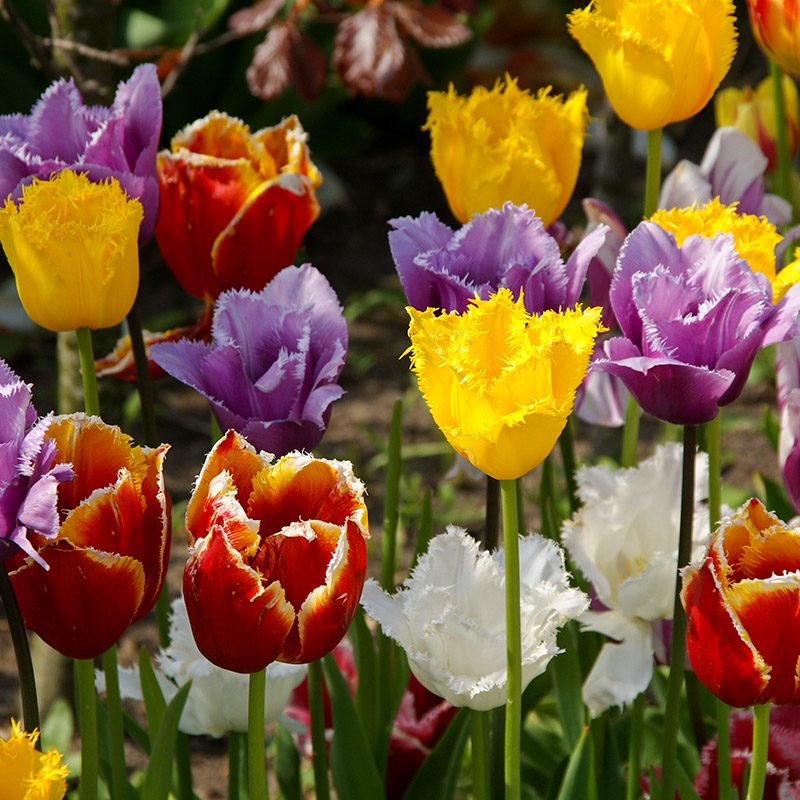 Gefranste Tulpenmischung "Crispa"