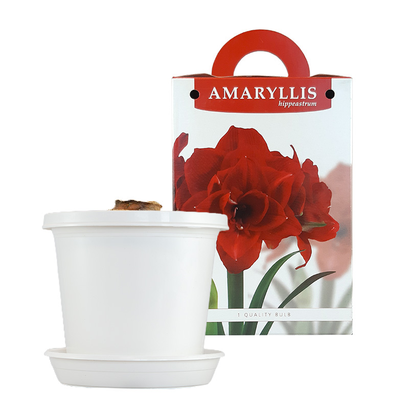 Amaryllis Cherry Nymph im zuchttopf in Geschenkbox