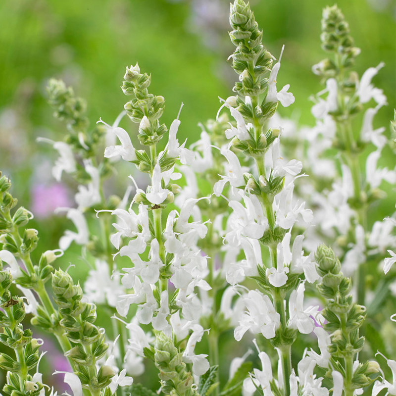 Blüten-Salbei (Salvia nem.) 'Schneehügel'