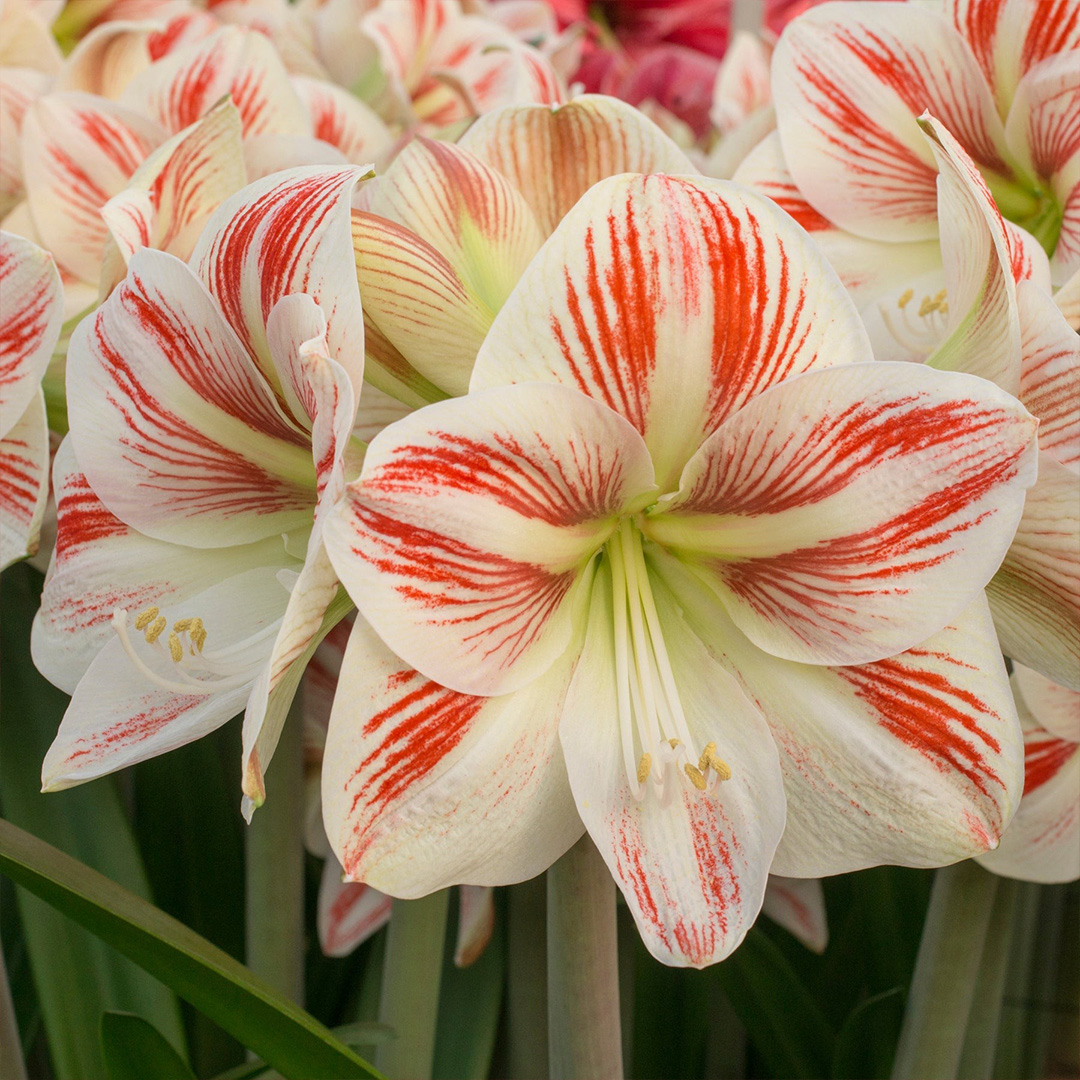 Amaryllis Caramba