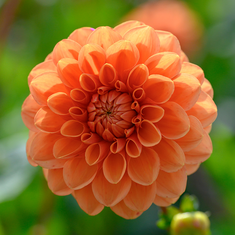 10646-Dahlia-Sylvia Dahlie Sylvia