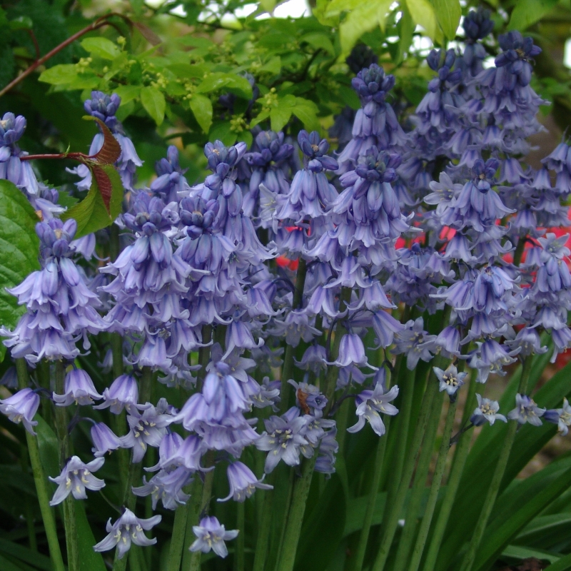 Spanisches Hasenglöckchen (Hyacinthenhoides) Excelsior