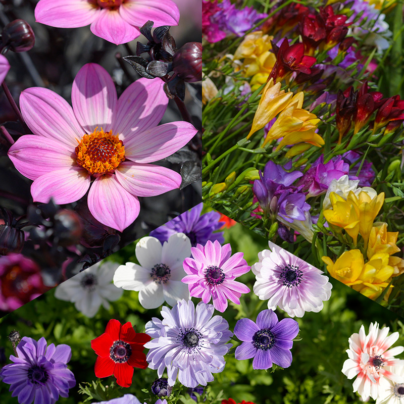 Blumenzwiebel Mischung "Bienen & Schmetterlingsgarten"