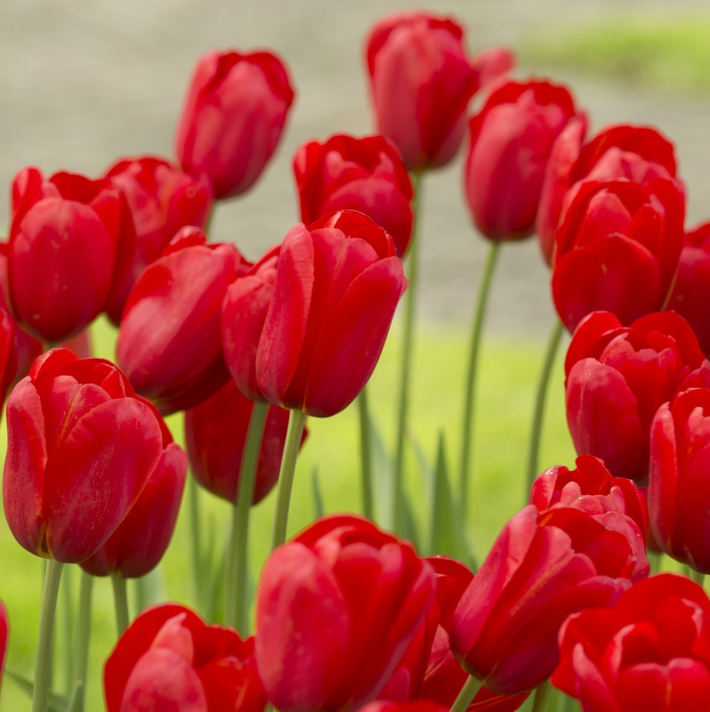 Tulpe Kingsblood