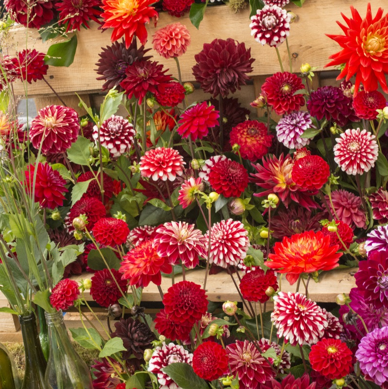 Rote und zweifarbige Dahlien Mischung
