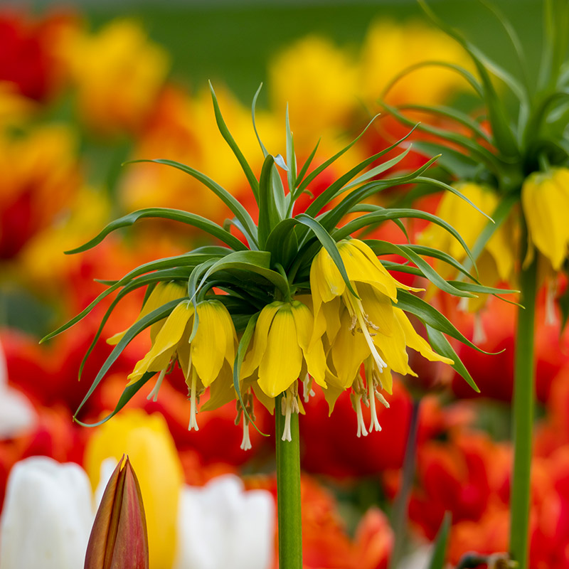 Kaiserkrone imperialis Lutea