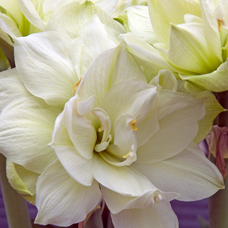 Hippeastrum-marilyn-01 Amaryllis Marilyn®