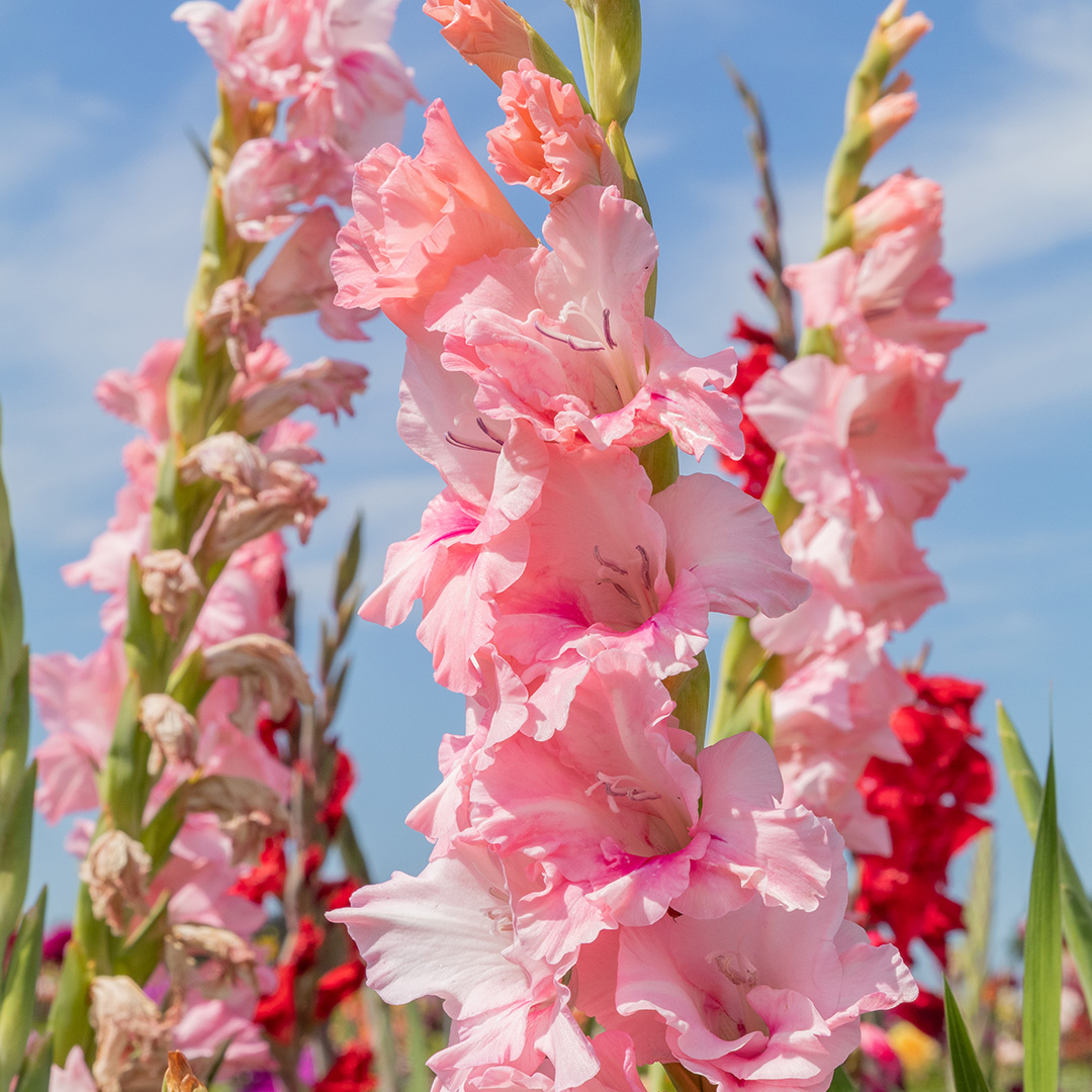 Gladiole Adrenalin
