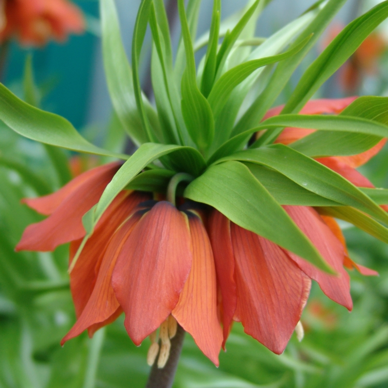 Kaiserkrone imperialis Rubra