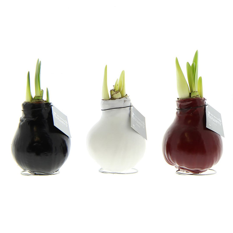 9009900-Wax-Amaryllis-Collection-Waxz
